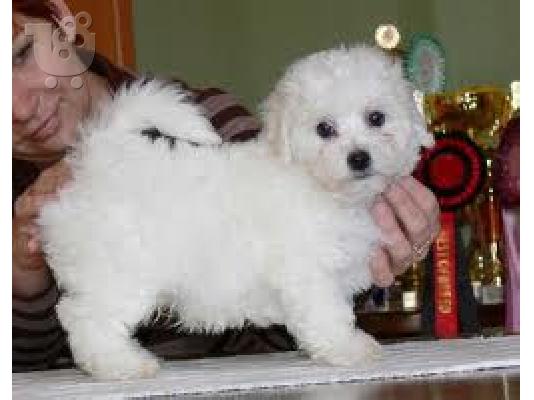 PoulaTo: Mini Maltese-Μαλτέζου κουτάβι